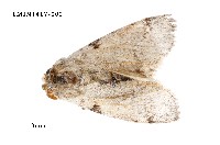 藏品(尖翅蛾科)的圖片